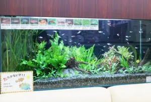 アクアリウムの生体付き飼育セットで手軽に始めよう！おすすめセット5