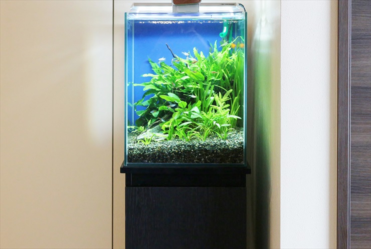 小型ledライトでも水草が育つ 小型水槽用のおすすめledベスト10