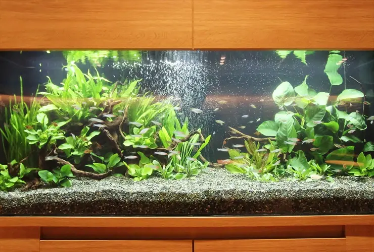 大型アクアリウム10選】120cm水槽のレイアウト事例をご紹介 