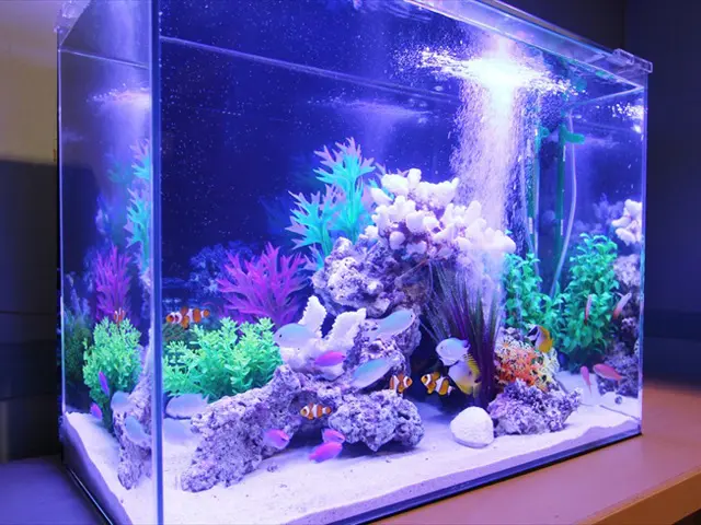 初めて熱帯魚水槽を鑑賞するときはココを見よう！注目ポイント10 