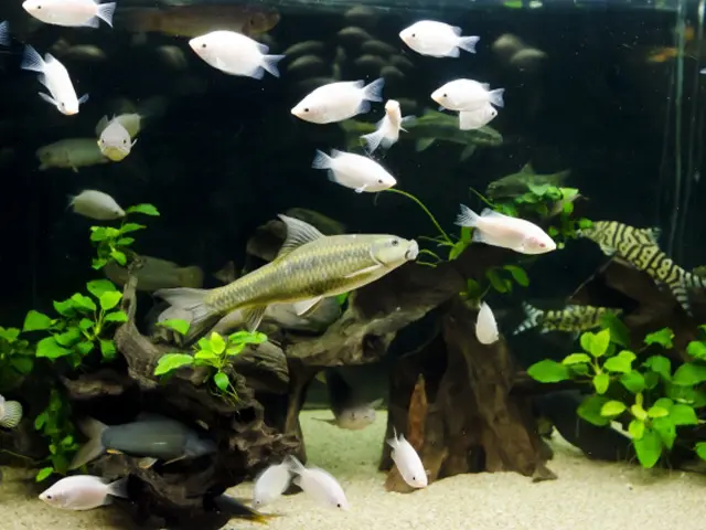 初めて熱帯魚水槽を鑑賞するときはココを見よう！注目ポイント10