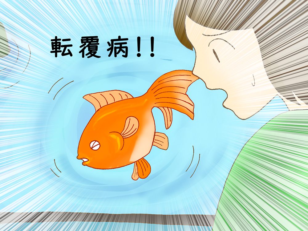 金魚が浮く 沈む 転覆病と便秘 消化不良の関係と対処法とは トロピカ