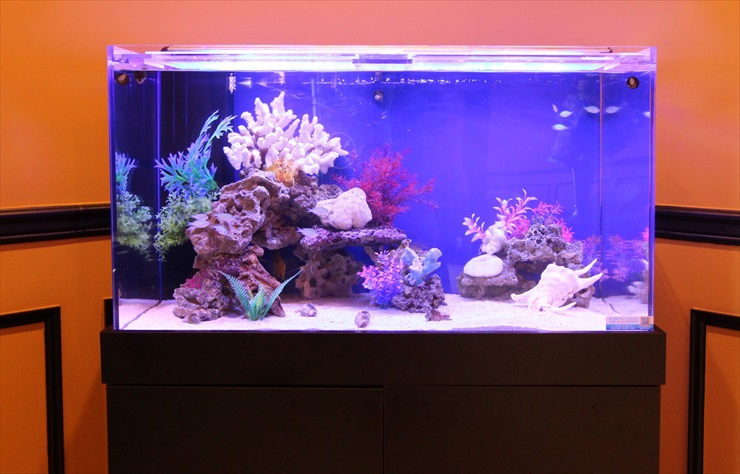 熱帯魚をおしゃれに見せる水槽レイアウトとは 色合い 補色と照明の関係 東京アクアガーデン
