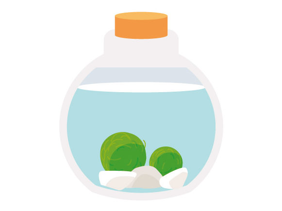 マリモ 毬藻 の飼育方法 購入や育て方 寿命などを紹介 トロピカ