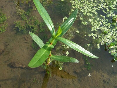 田んぼに生えている水草を育てよう どんな種類が採取できる トロピカ