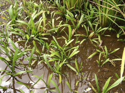 田んぼに生えている水草を育てよう どんな種類が採取できる トロピカ