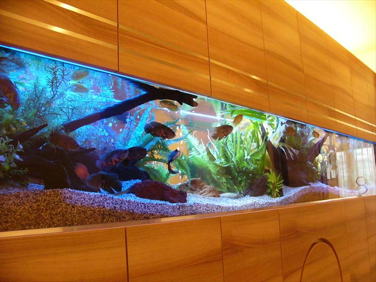 壁面水槽 壁埋込み型の熱帯魚水槽 プロのレイアウト事例をご紹介 トロピカ
