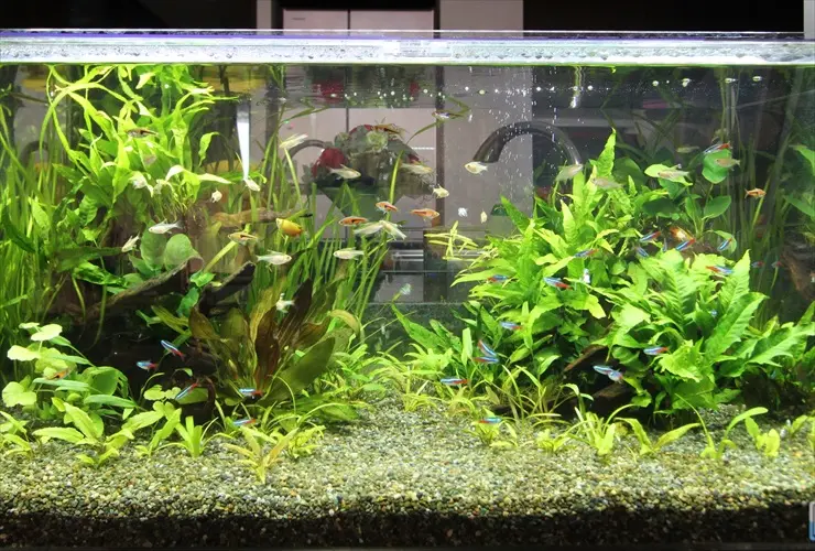 初心者向け】熱帯魚の種類を分かりやすく分類します！おすすめも紹介