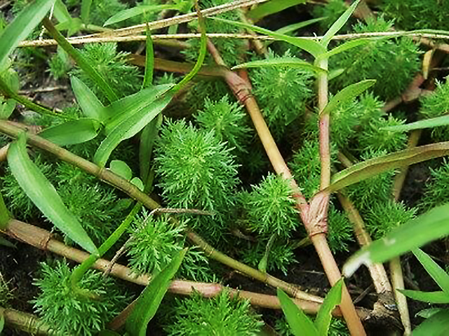 田んぼに生えている水草を育てよう どんな種類が採取できる トロピカ