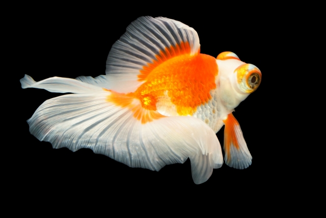 珍しい金魚の種類ベスト10 高価な金魚から新品種まで美しい金魚をご紹介 トロピカ