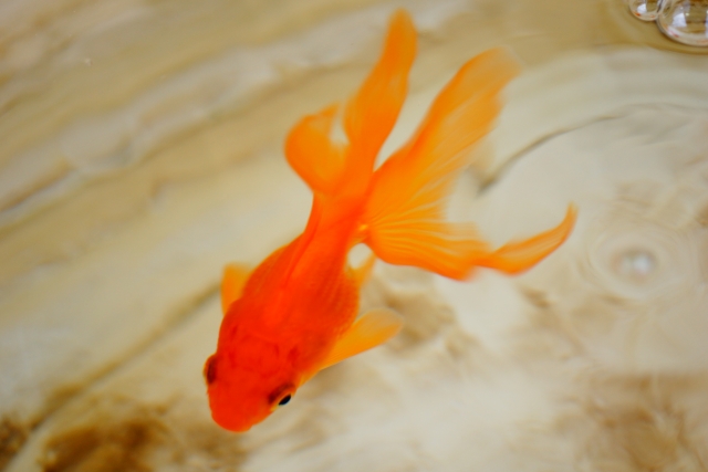 金魚がたまごを生んだ！繁殖と産卵時期、稚魚の育て方とは