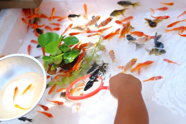 金魚の寿命は何年 お祭り金魚や琉金など種類によって違う トロピカ