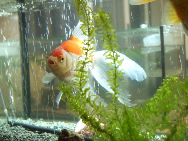 金魚がたまごを生んだ 繁殖と産卵時期 稚魚の育て方とは トロピカ