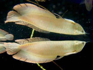 古代魚を飼育してみよう！小型種から大型種まで、飼いやすい古代魚ベスト5