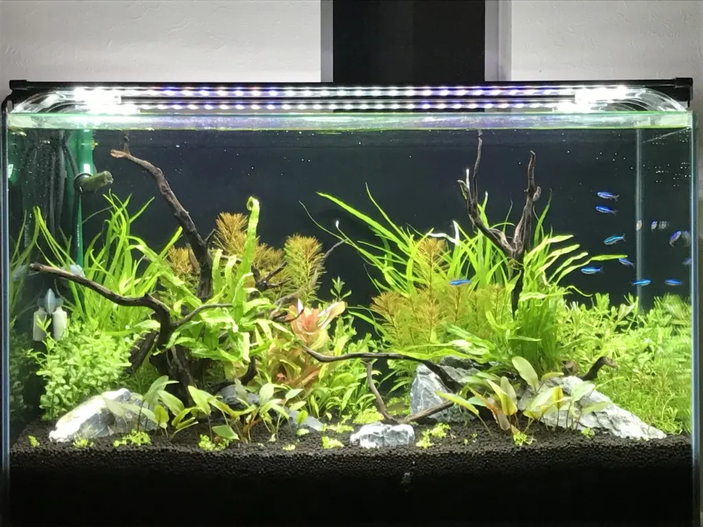 （取り引き完了）ADA アクアリウム　60cm　水槽他　水草育ちます 設置から完成まで!】60センチ水槽でネイチャーアクアリウムを完成させ