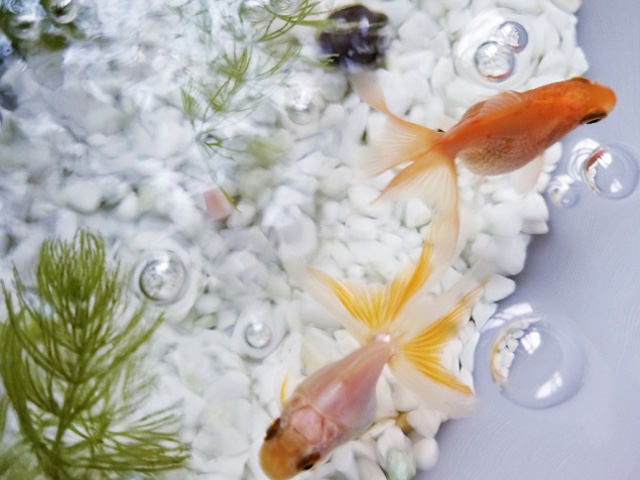 金魚の水槽が臭い 匂いの出る原因と対策を完全解説 トロピカ