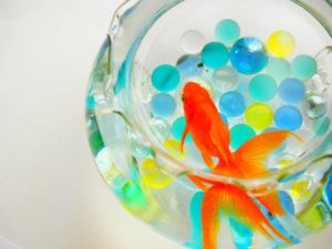 【初心者向け】おすすめ金魚水槽セット10選！選び方も教えます！