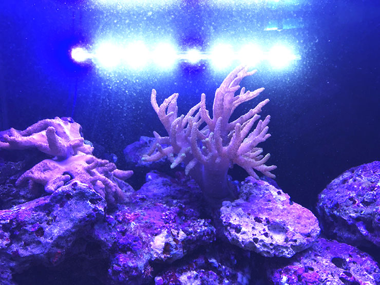 即日発送 海水魚用 アクアリウムライト Led 水槽ライト 水槽照明 Cob 30w 熱帯魚 海水 観賞魚 珊瑚 サンゴ 水草 調光機能付き 白色 45cの通販はau Pay マーケット Wellvie 水中水族館魚の水槽魚鉢ライトsmd 11w 50 Cm Ledライトランプ Gebaeudereinigung Hennef De