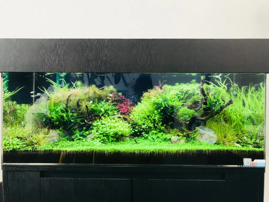 プロ大絶賛のエーハイム2213!! 定番フィルターとして選ばれる理由とは