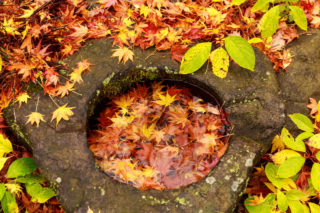 秋を感じさせるレイアウト！自宅の水槽に秋を取り入れる方法とは！