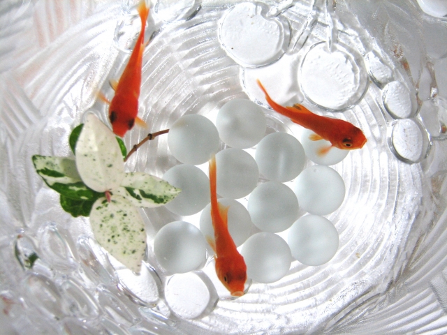 おしゃれな金魚鉢 ガラスやプラスチックのおすすめ商品ベスト10 トロピカ