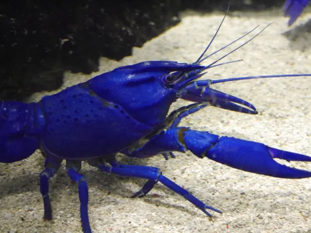 フィッシュレットを設置しよう！大型魚やザリガニ飼育に、その効果とは