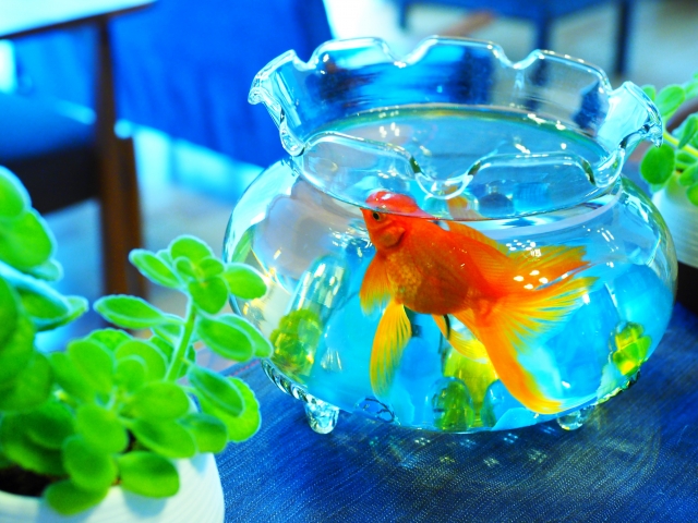 おしゃれな金魚鉢！ガラスやプラスチックのおすすめ商品ベスト10
