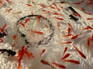 【完全版】金魚の飼い方、育て方！水温、ぶくぶく、水換えなど徹底解説！