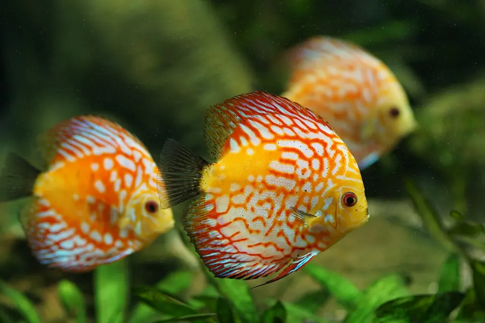 ディスカスと一緒に飼える魚や生き物は何がいる?ディスカスの混泳 ディスカスと一緒に飼える魚や生き物は何がいる?ディスカスの混泳