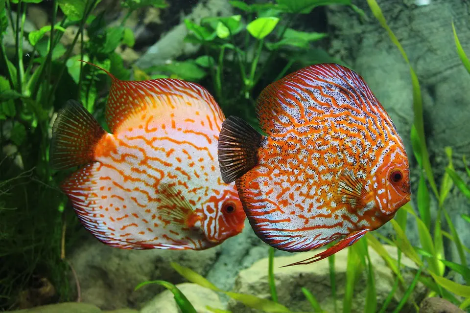 ディスカスと一緒に飼える魚や生き物は何がいる？ディスカスの混泳
