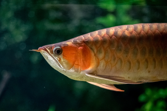 こんな時は餌を与えてはいけない 熱帯魚 金魚 メダカへ断食させる場面 トロピカ