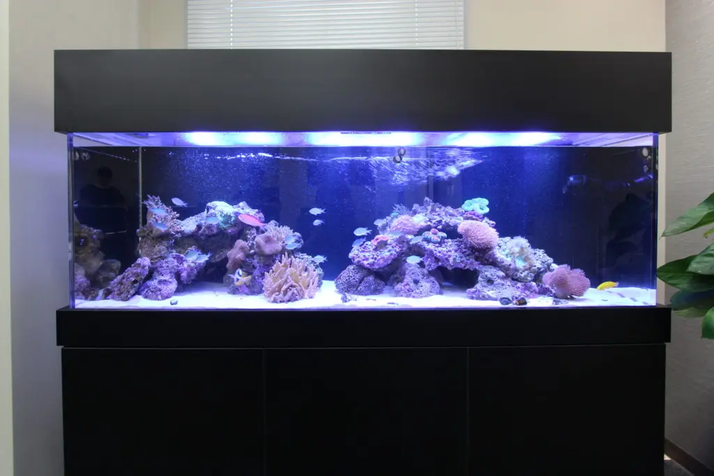 社長室をおしゃれにレイアウトしよう！熱帯魚水槽で更に上質な社長室へ