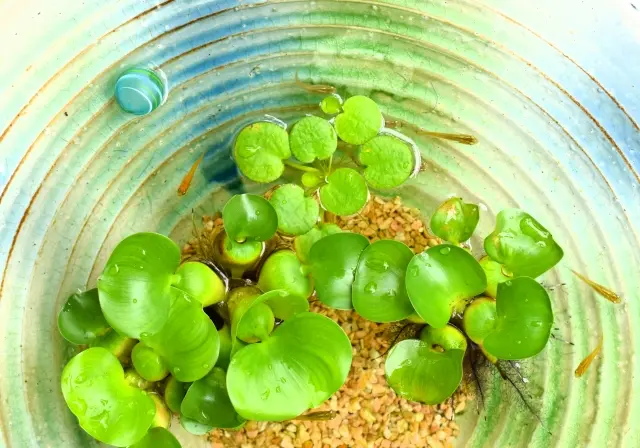 メダカに向く水草のすべて【相性の良い種類を解説】｜アクアリウム情報