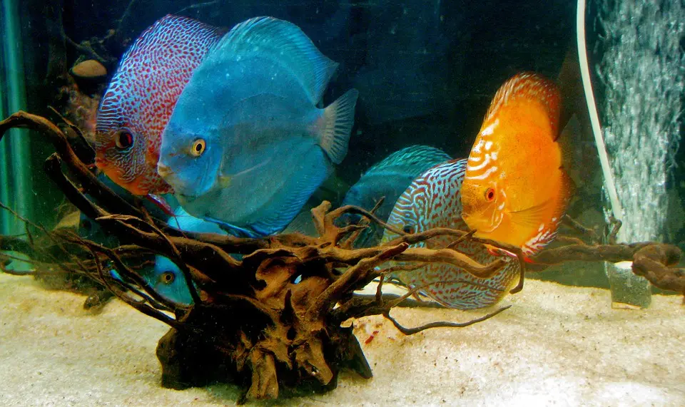 熱帯魚の王様ディスカスとは！異彩を放つ美しいディスカスの魅力を解説