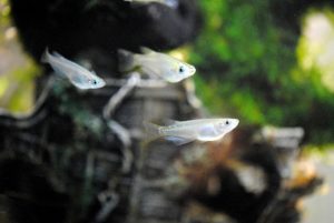 メダカが増えた！放置は危険？飼育スペースから稚魚への対応方法を教えます