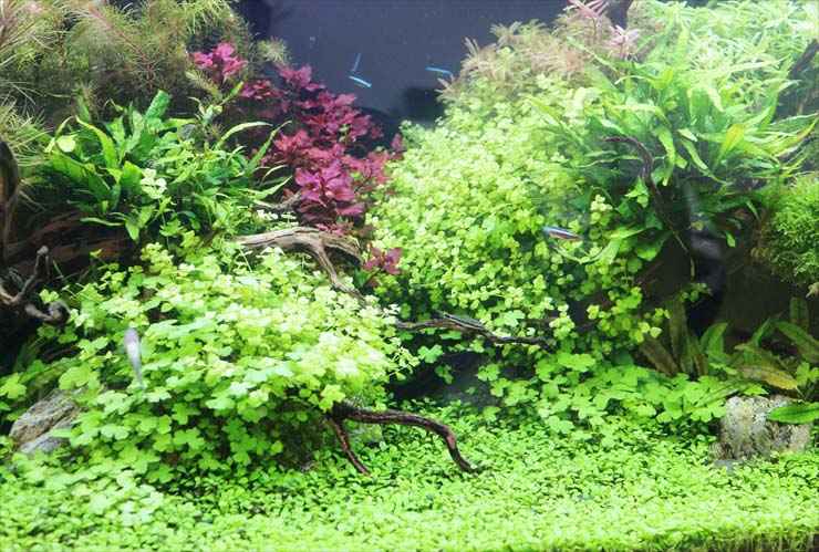 熱帯魚水槽におすすめな水草と育成法！前景・中景・後景用水草もご紹介！ | トロピカ