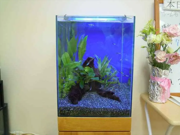 南米ウィローモス　水草付き流木　<2459>　アクアリウム　レイアウト 水草付き流木のレイアウト事例！販売されているおすすめの商品もご紹介