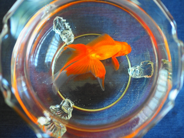 金魚鉢 で 金魚 を 飼う