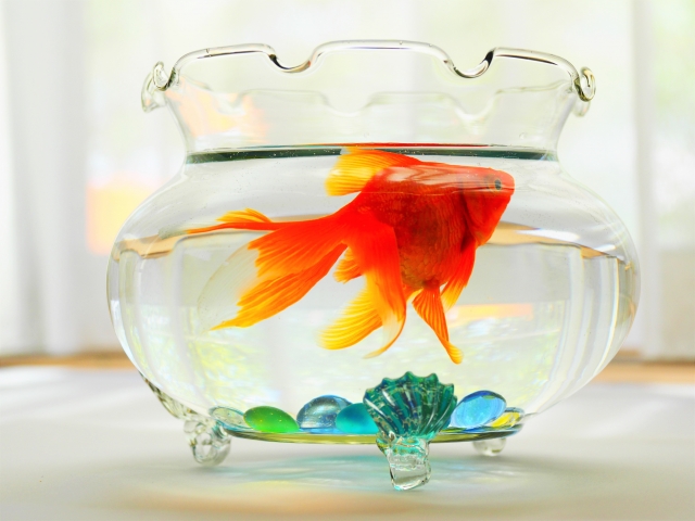 金魚を金魚鉢で飼育するときの注意点とおすすめの金魚鉢7選