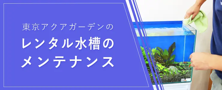 プロ直伝】魚の取り方とは！水槽から熱帯魚を傷つけずに捕まえる方法を 