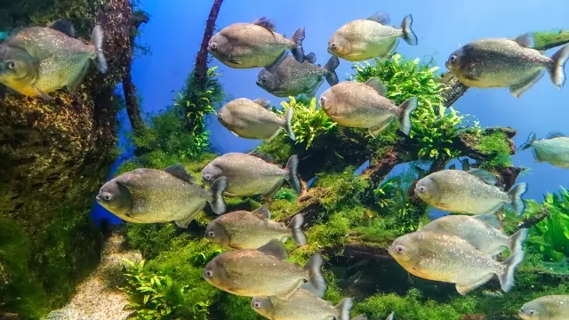 ピラニアを家庭で飼育する方法！おすすめの水槽や餌、混泳方法を解説