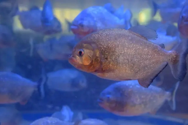ピラニア　ナッテリーと飼育用具 ピラニアナッテリーの飼育法（餌・混泳・寿命・水質・水温等