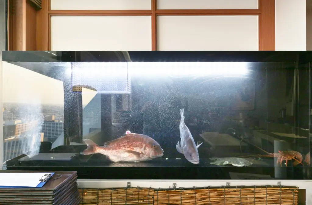 活魚水槽はレンタルがおすすめ！トラブル対応もプロに任せよう 