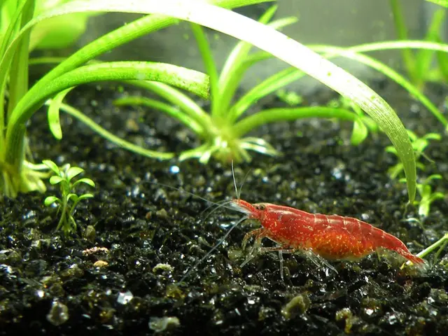 麦飯石（ばくはんせき）は水を綺麗にするって本当?? 種類や効果を解説