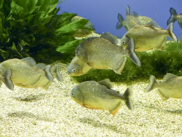 ピラニアを家庭で飼育する方法！おすすめの水槽や餌、混泳方法を解説