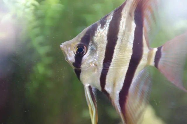 輝く美しさ！銀色の熱帯魚10選！水槽をクールに彩るシルバーカラーの魚