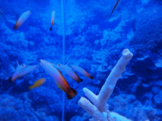 海水魚のハゼを飼育 初心者におすすめの種類と水温や混泳 繁殖について トロピカ