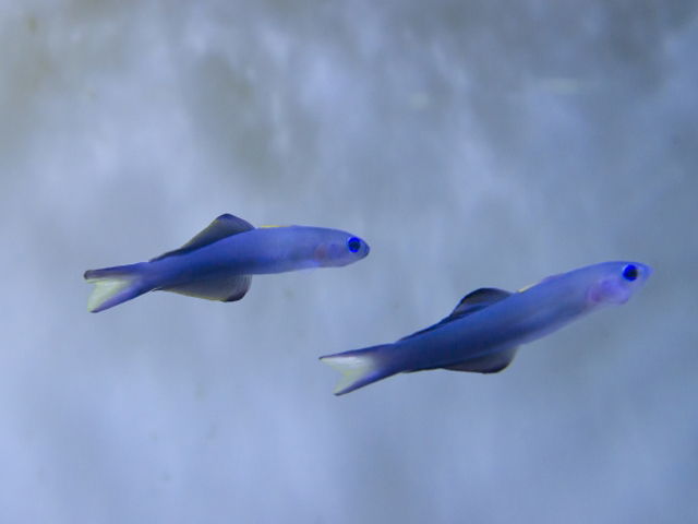 海水魚のハゼを飼育 初心者におすすめの種類と水温や混泳 繁殖について