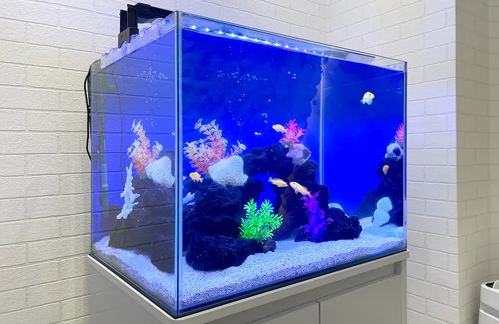 溶岩石を水槽に入れよう！水質へのメリットを解説・レイアウト事例も