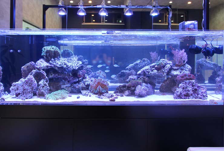 サンゴ水槽はled照明で おすすめのled5選と夜間照明について トロピカ